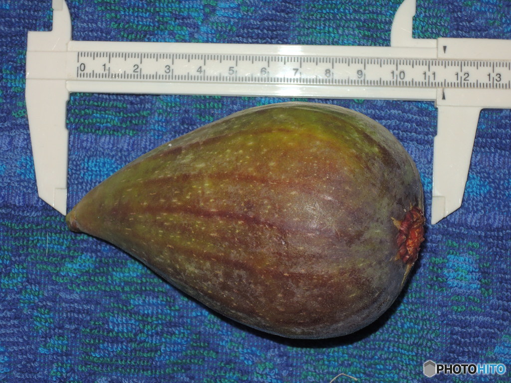 イチジク