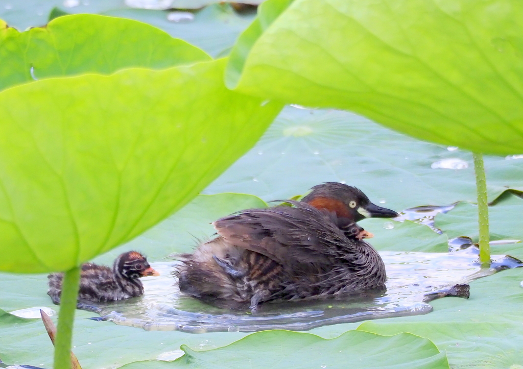 カイツブリ　④
