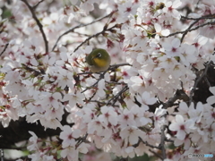 サクジロー　➀