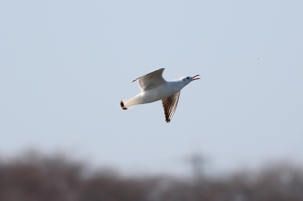 ユリカモメ　flying catch