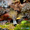 ルリビタキ　幼鳥