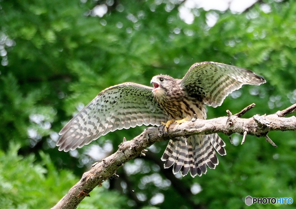 チョウゲンボウ若鳥