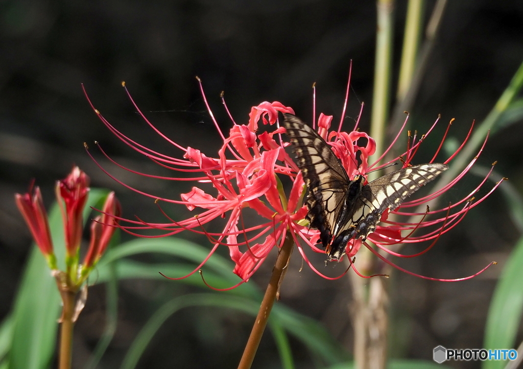 曼珠沙華に