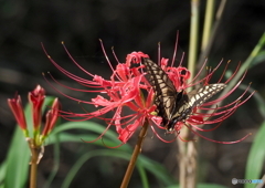 曼珠沙華に