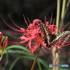 曼珠沙華に
