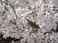 サクジロー　②