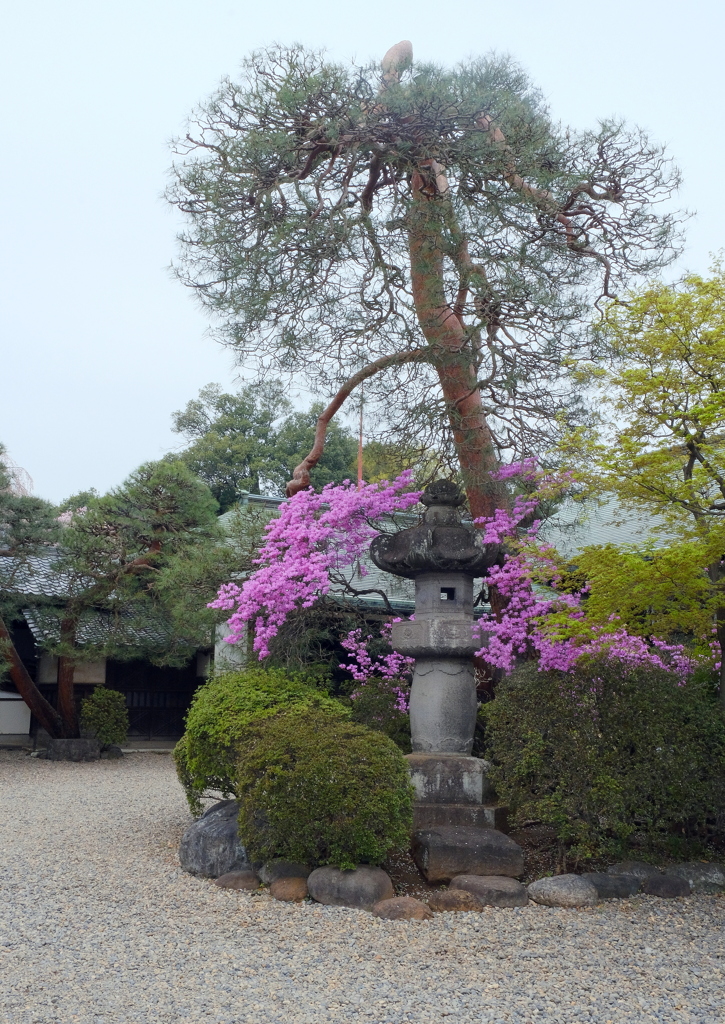 喜多院　ミツバツツジ