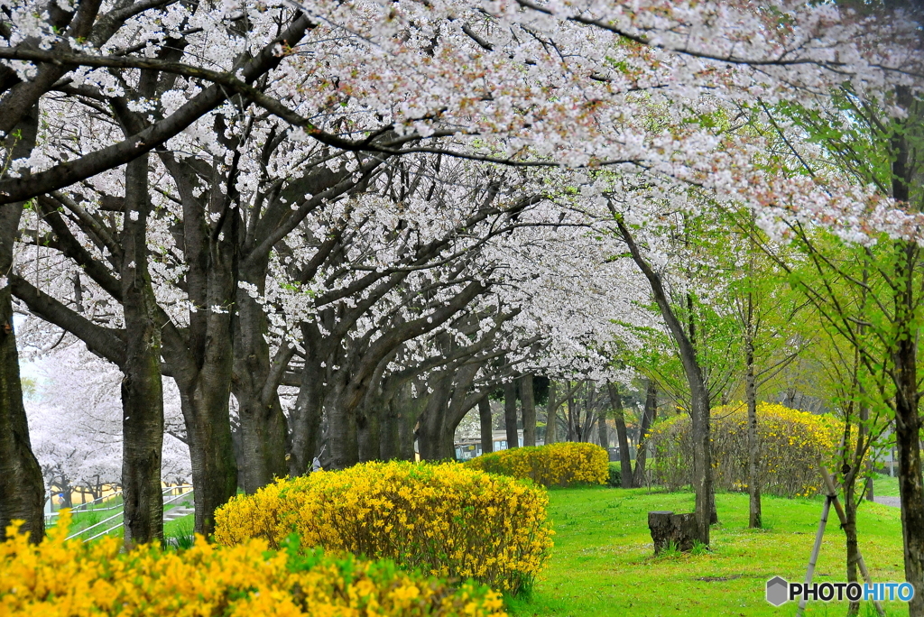 雨の桜