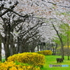 雨の桜
