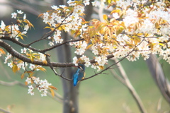 桜カワセミ