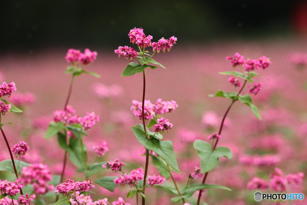 赤ソバの花