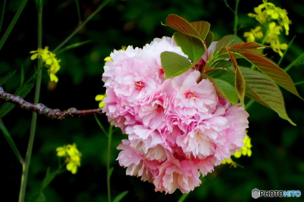 八重桜②