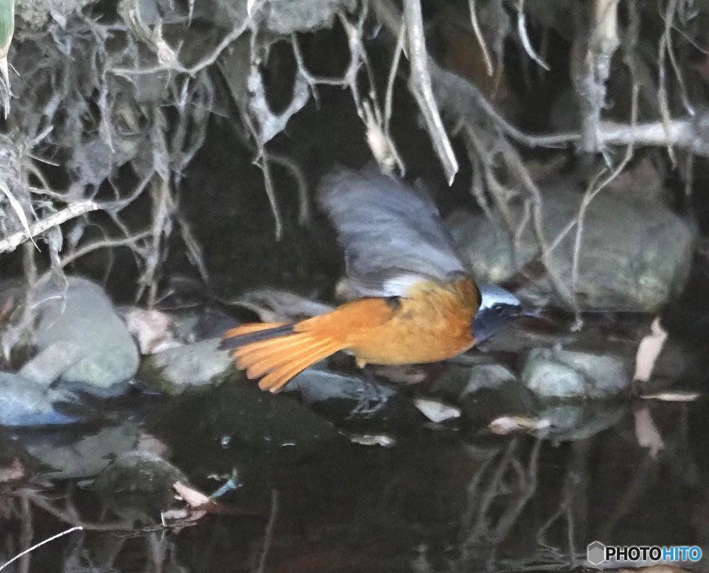 ジョビ雄が。。。