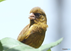 カワラヒワ③
