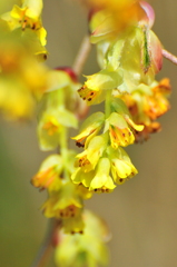 Spring010