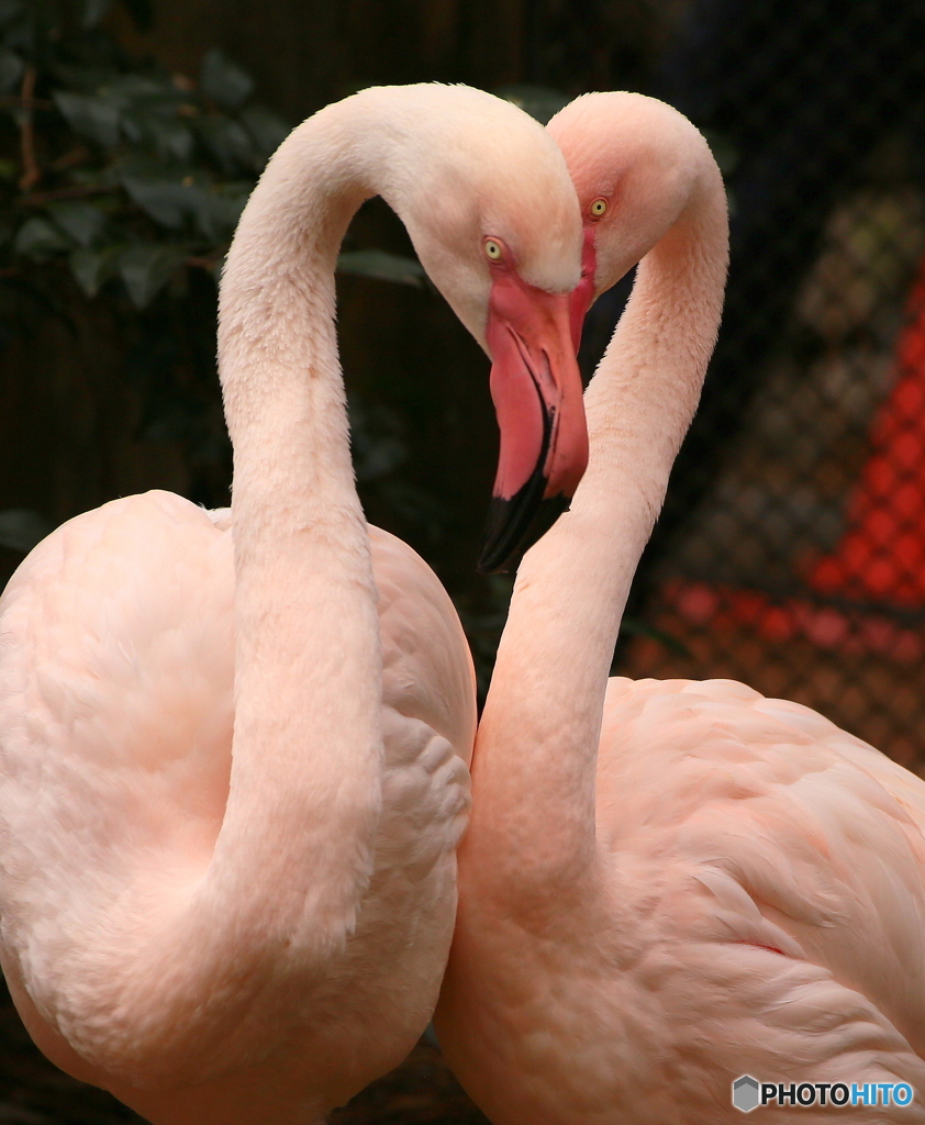 Flamingo②