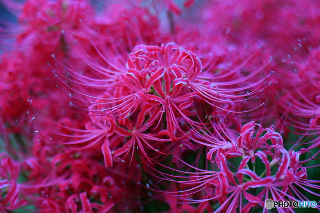 彼岸花