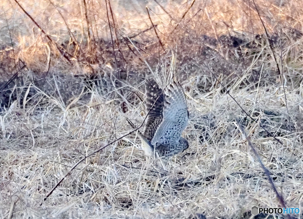 チョウゲンボウ⑳