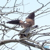 チョウゲンボウ繫殖season②
