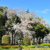 ソメイヨシノ05