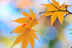 紅葉