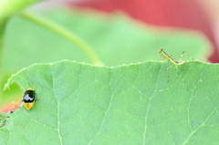 ミニ　カマキリとクロウリハムシ　　〔カボチャの葉〕