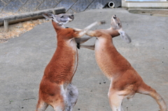 反撃パンチ！