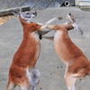 反撃パンチ！
