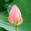 Lotus　02