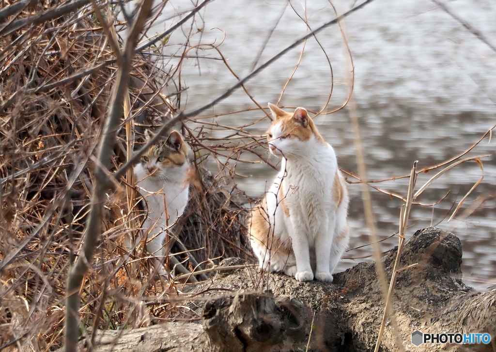 野猫②