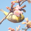 河津メジロ③
