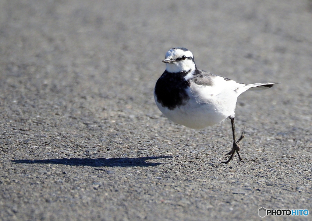 （追）障害鳥