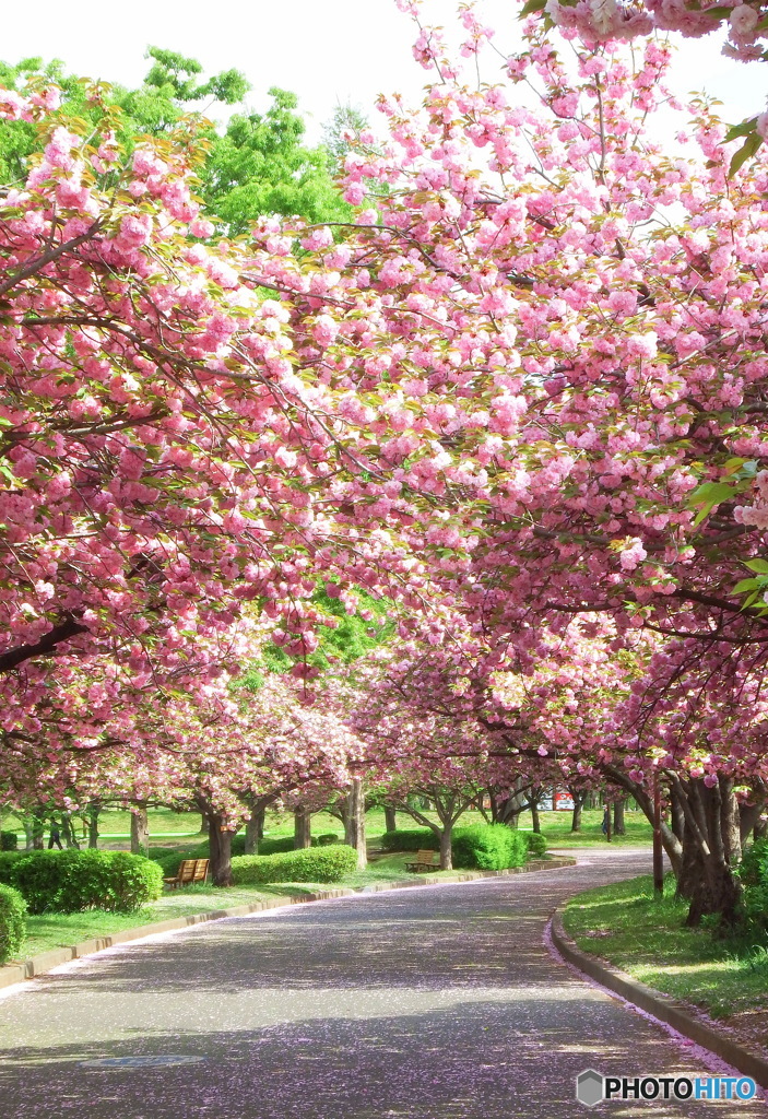 八重桜のトンネル