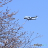 C-2と桜①