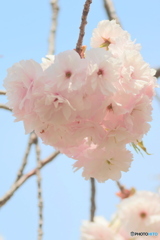八重桜　一葉ハート