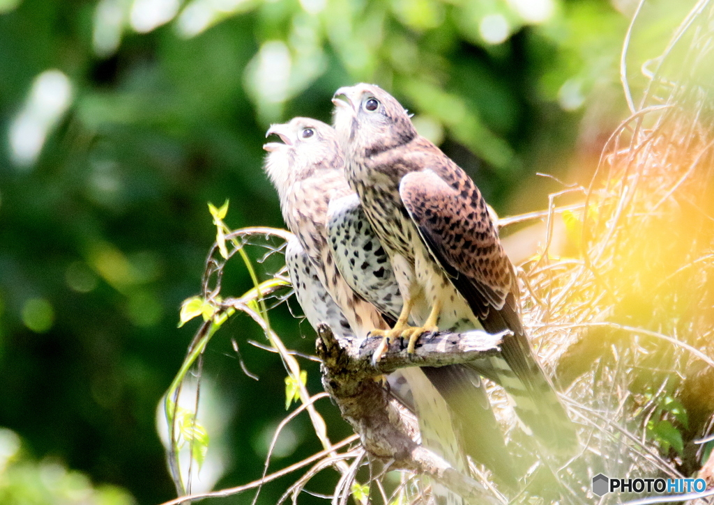 チョウゲンボウ若鳥