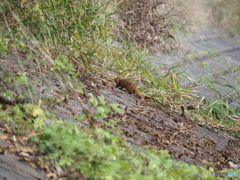 イタチ発見