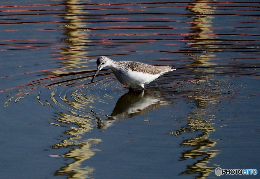 アオアシシギ➀