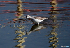 アオアシシギ➀