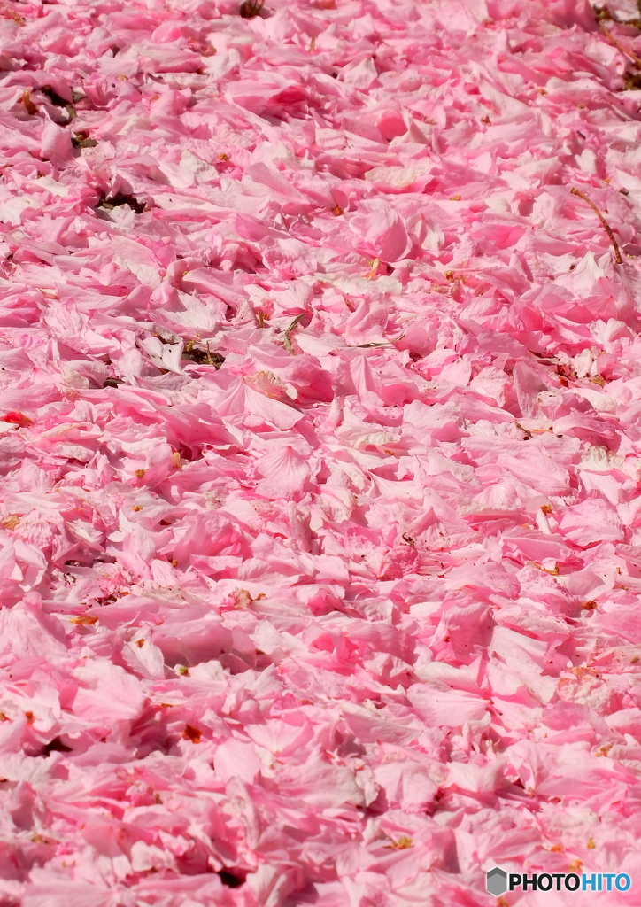 Pink　Carpet