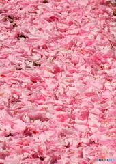 Pink　Carpet