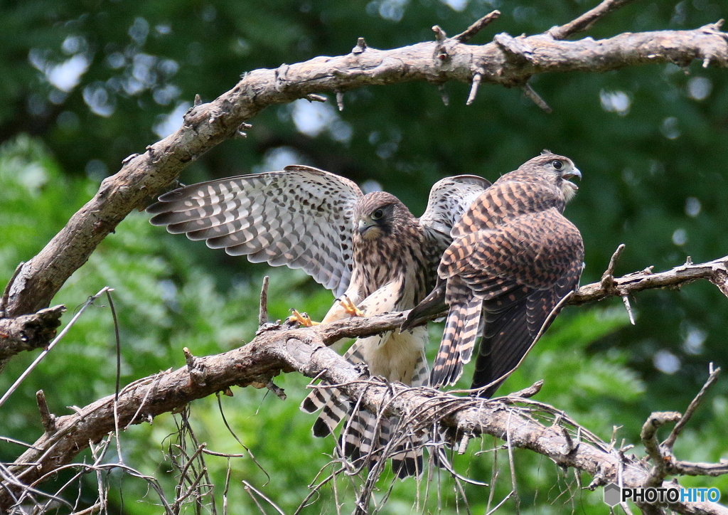 チョウゲンボウ若鳥
