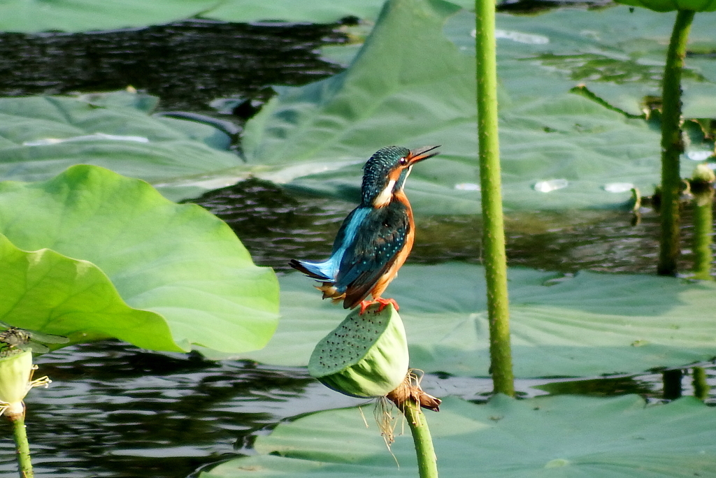 ペンギンのポーズ
