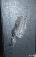 脱皮　2