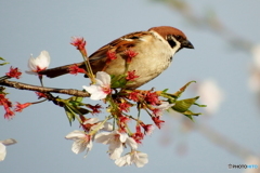 桜＆スズメ