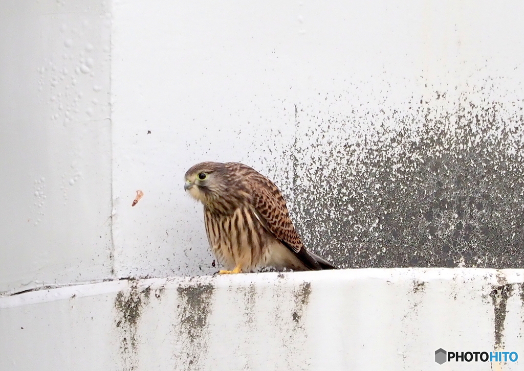 チョウゲンボウ幼鳥③