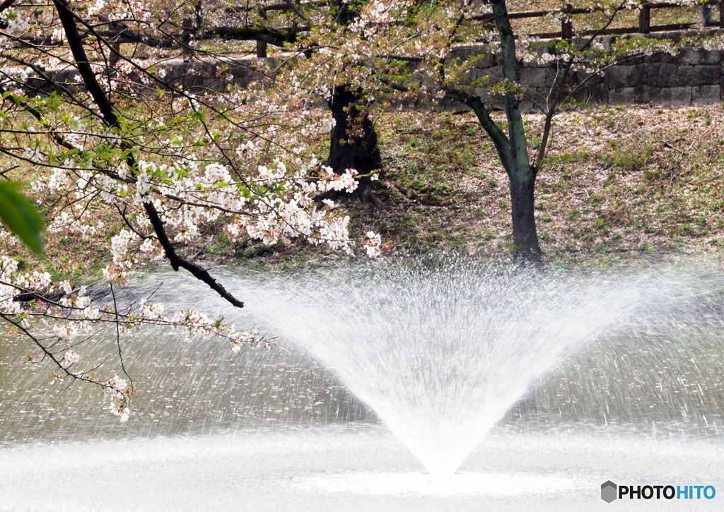 桜と噴水