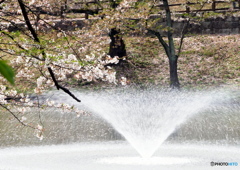 桜と噴水