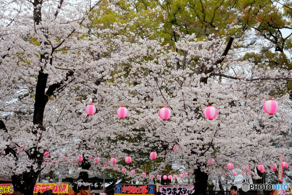 川越喜多院　さくら祭り②