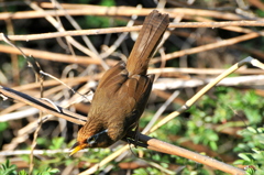 ガビチョウ